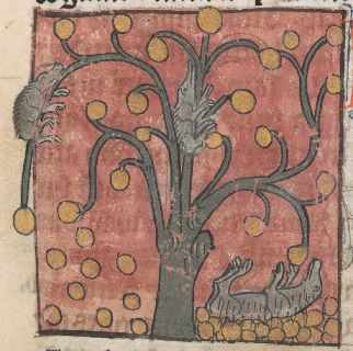 Hedgehogs knock down apples, pick them up with their spines