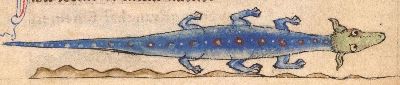 Newt, a sepent with stars on its back