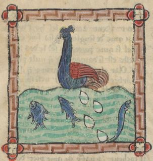 Orphan bird laying eggs in the water