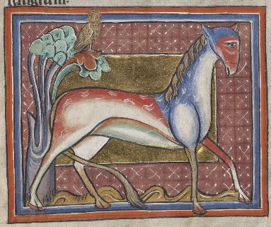 Multi-colored horse-like chameleon