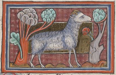 Wooley sheep with curved horns