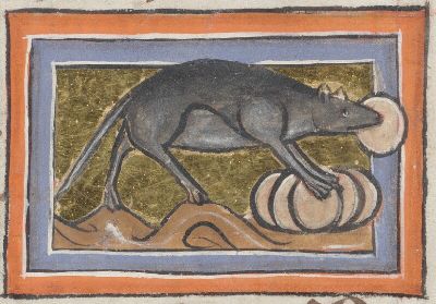 Mouse stealing a large grain seed