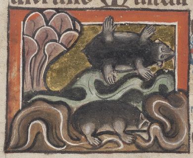 Two views of a mole, from above and digging underground