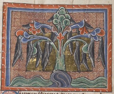 Barnacle geese hanging from a tree