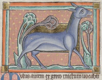 A blue mule walking in water