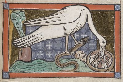 Ibis standing on a snake, feeding snake eggs to its chicks