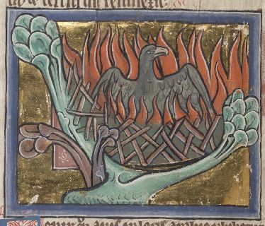 Phoenix burning, rising from the flames