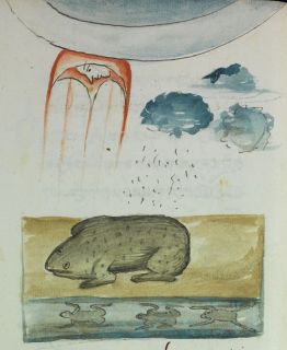 Land and water frogs in the rain and sun