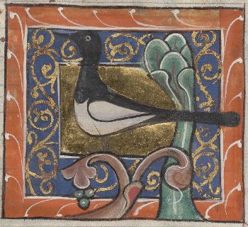 Magpie doing nothing much