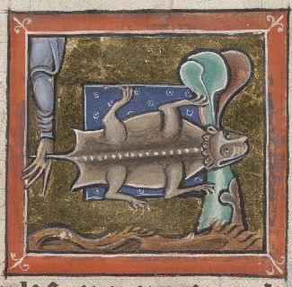 Scorpion stinging man's hand