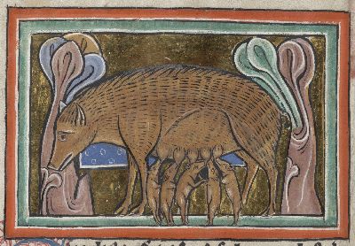 Sow feeding several piglets