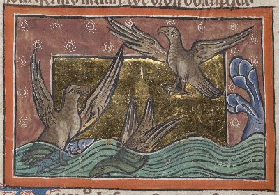 Osprey hovering, diving into the water