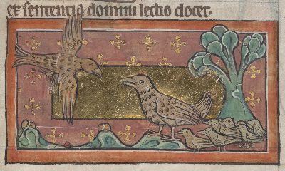 Hen with chcks being attacked by a hawk