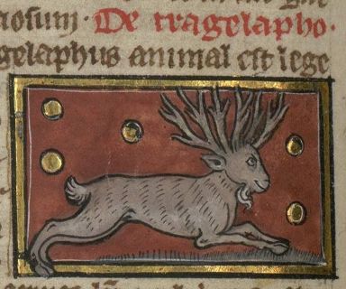 Tragelaphus with branching antlers