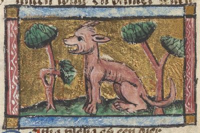 A catoblepas with a very large head