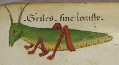 A fine green cricket