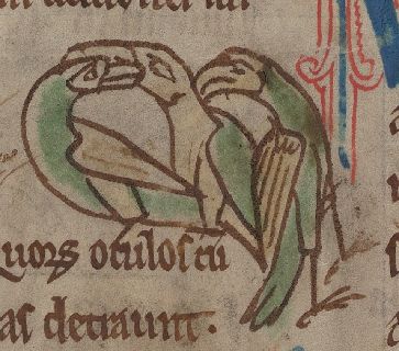 Bee-eater birds caring for their parents