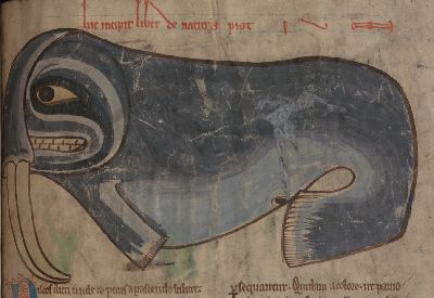 Fish with tusks, probably walrus