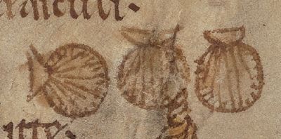 Scallop shells