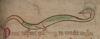 Pareas is a serpent that walks on its tail