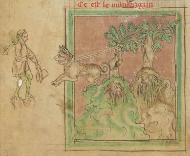 Mandrake being uprooted by a dog