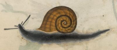 A well drawn snail