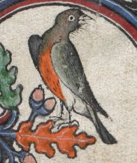 Red-breasted robin (thrush)