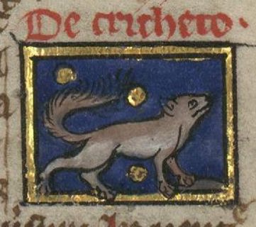 Bushy tailed hamster