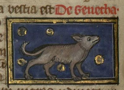 Genetha drawn as a dog