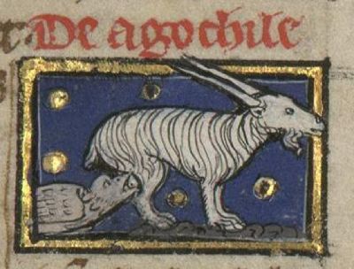 Nightjar sucking milk from a goat