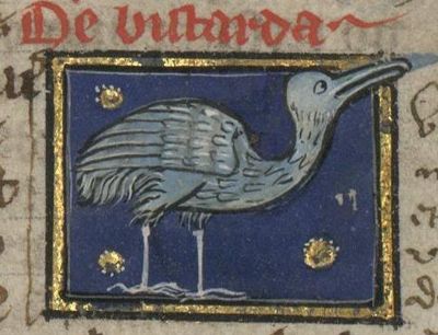 A large heavy bustard