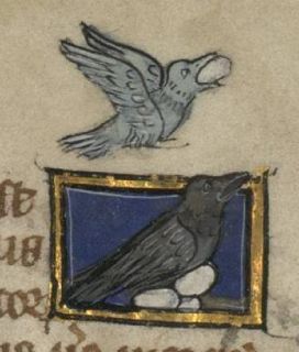 Chloreus stealing an egg from a raven