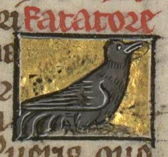 Fatatore laying eggs