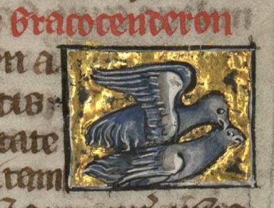 Gracocenderon mating