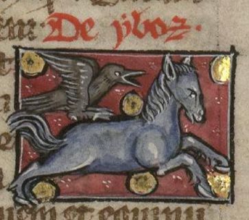 Anthus bird fighting with a horse