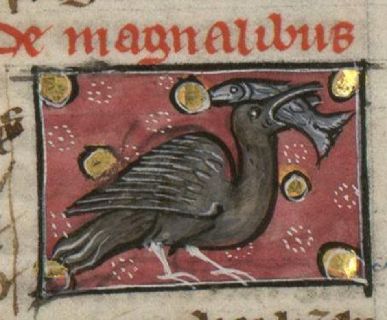 Magnales eating a fish