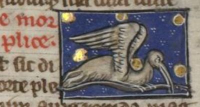 Morplex catching an eel