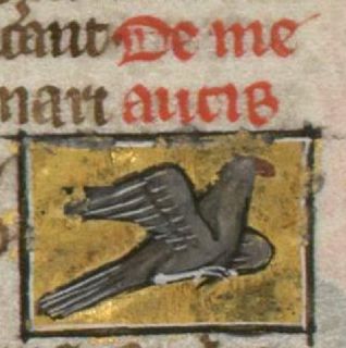 Meauce with grey body, red beak