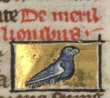 Merilliones as a generic bird