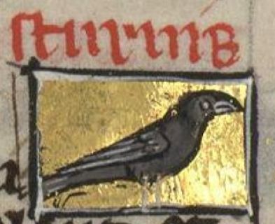 Starling with a big beak