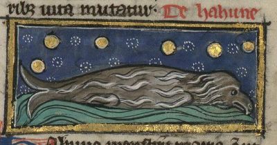 Grey mullet with a beak