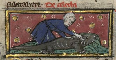 Sleeping celethi being caught