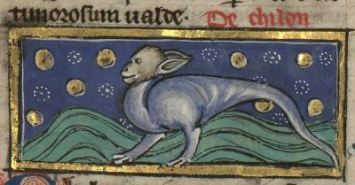 Odd long eared chylon fish