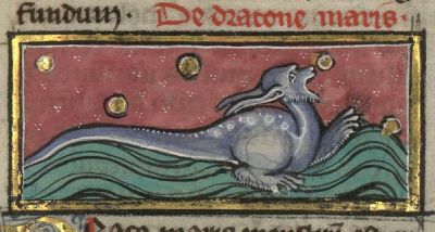 Sea-dragon with long tail, swimming