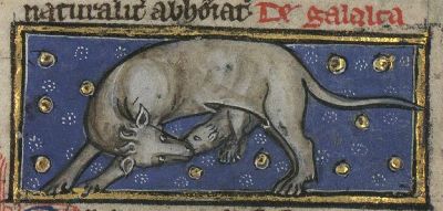 Galalca pulling fetus from her womb