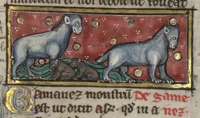 Catfish male taking care of his offspring