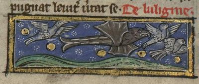 Cuttlefish flying in the air with birds