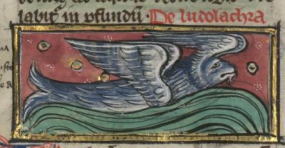 A fish with four wings