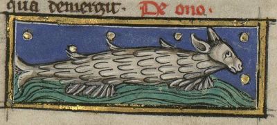 Sea-ass, fish with the head of an ass