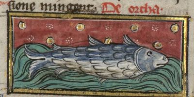 Orca as a scaley fish